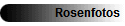 Rosenfotos