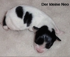 was aus mir wohl wird