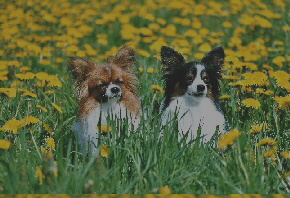 Schmetterlinge auf Blumenwiese