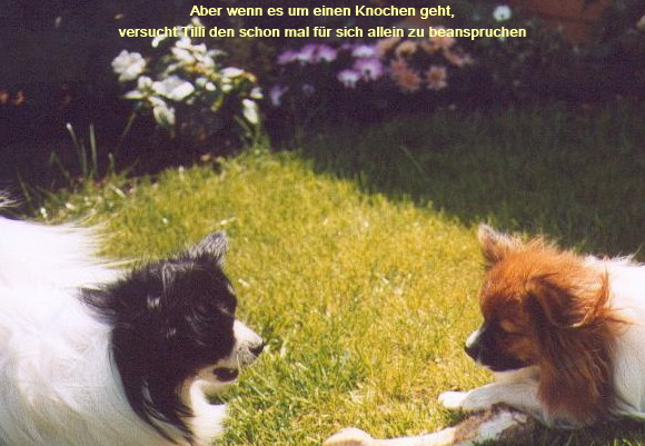 mein Knochen