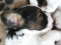 ein Papillon braucht nat. gro�e Ohren