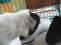 Schn�ffelhund