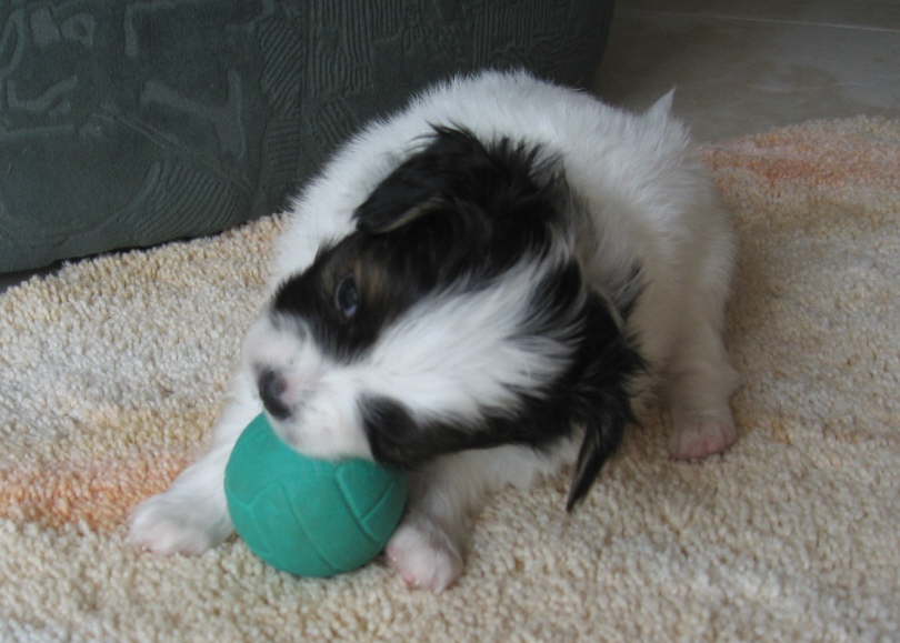 Fu�ball WM?