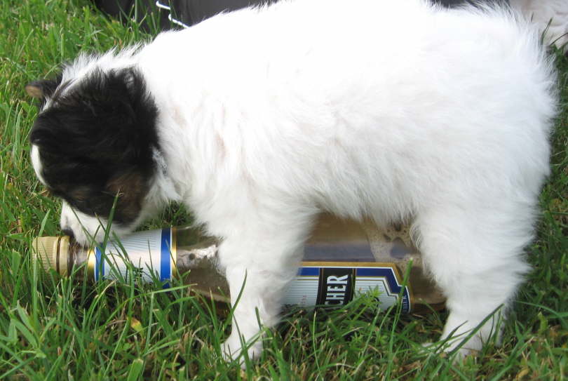 M�nner trinken Bier!