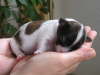 Adelina 8 Tage