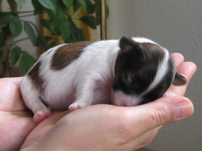 Adelina 8 Tage