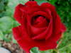 Druschki Rubra