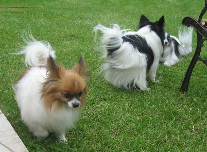 Tilli, Neo und Colin