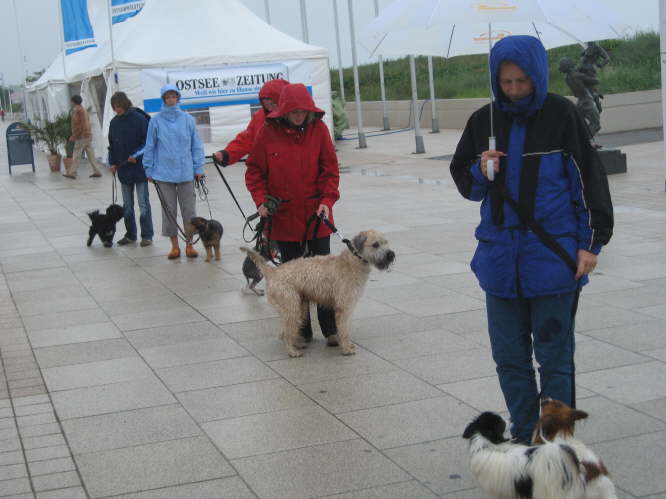 So ein Hunde-Wetter!
