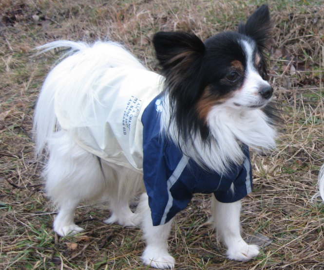 neue Mode
