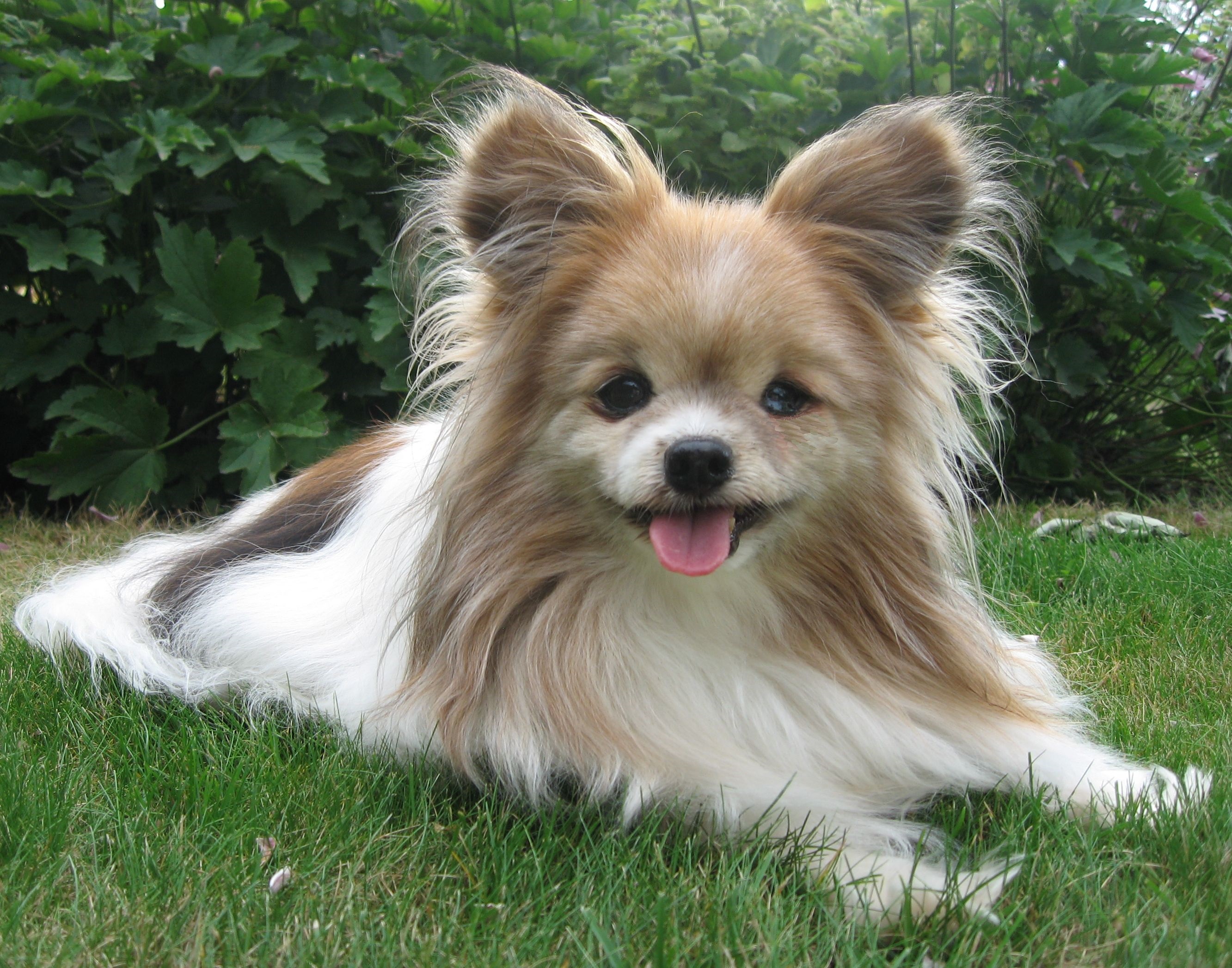 Tilli