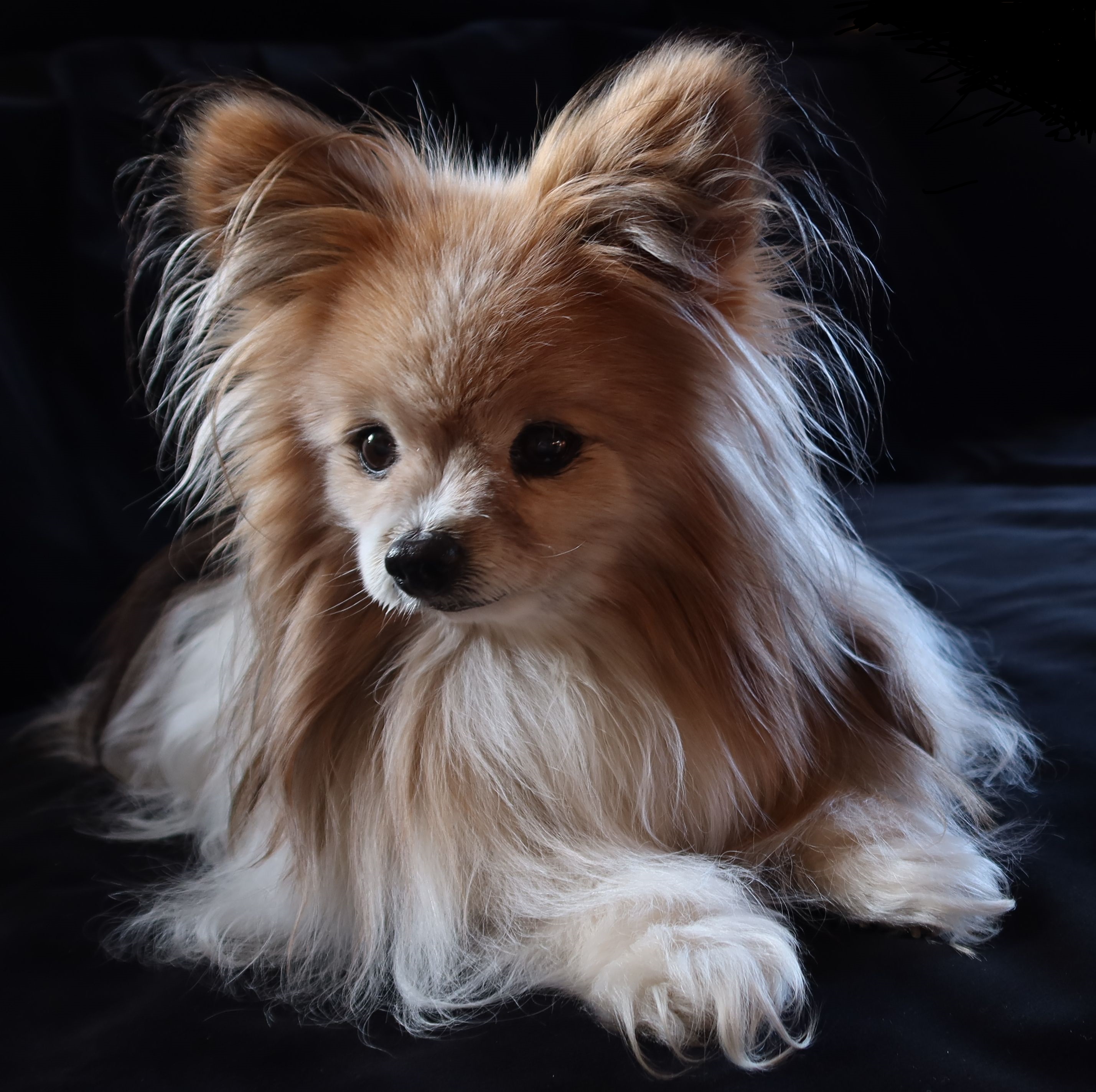 Tilli 