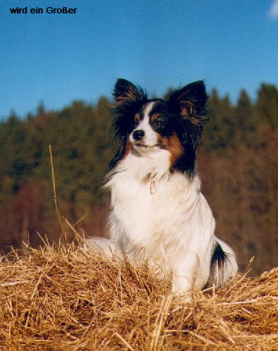 toller berblick