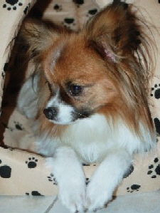 Tilli