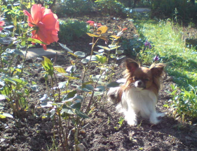 Juni 2007