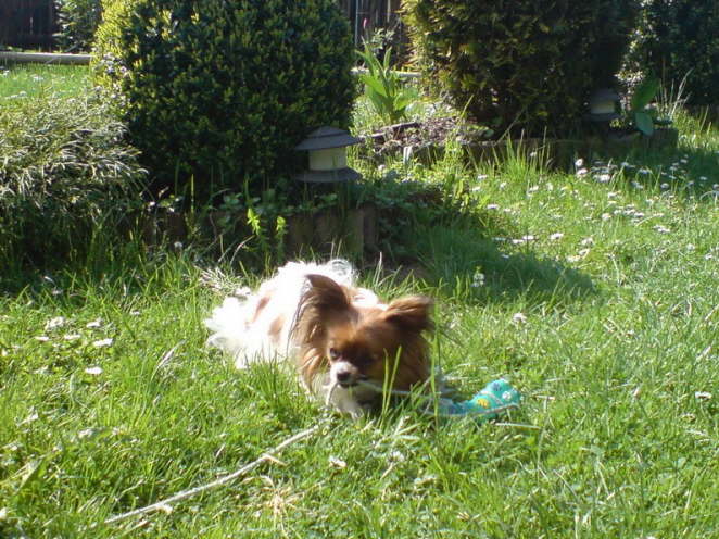 Spielen im eigenen Garten