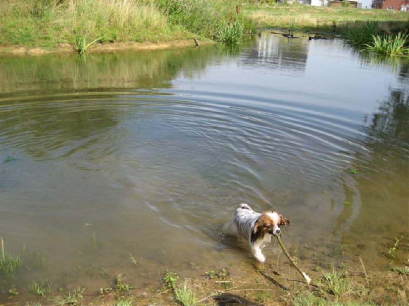man Stckchen aus dem Wasser holt,