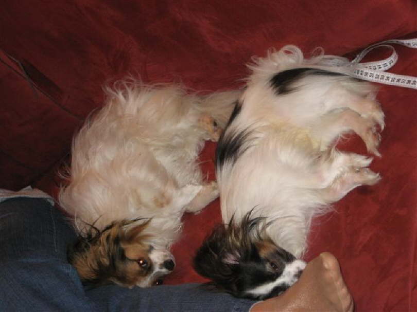 Kuscheln bei Frauchen