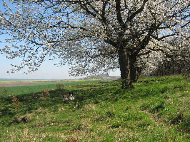 am Schierberg