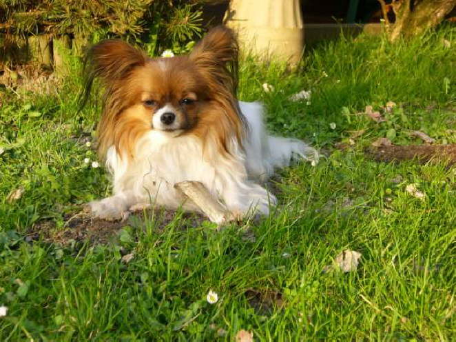 Ok, ich nehm den Knochen