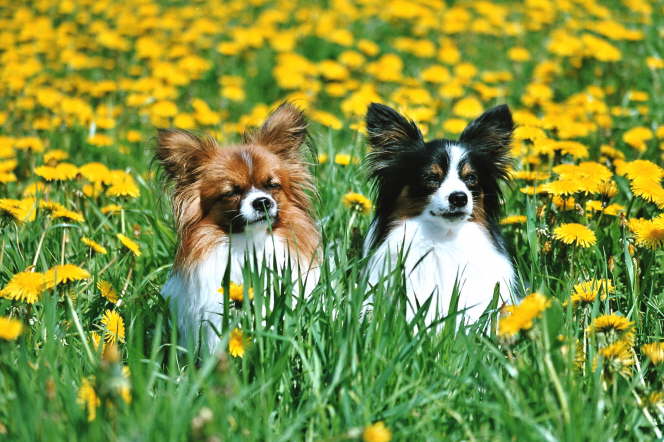 Schmetterlinge auf der Wiese
