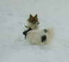wo ist der Knochen 