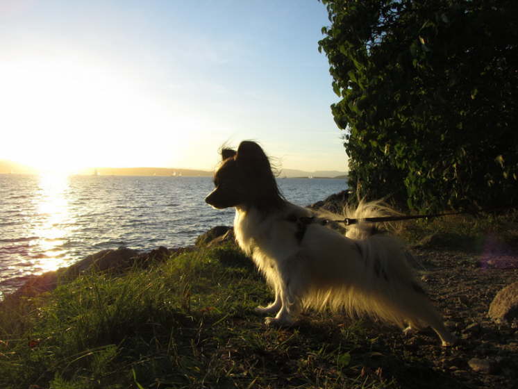 Bis zum nchsten Spaziergang