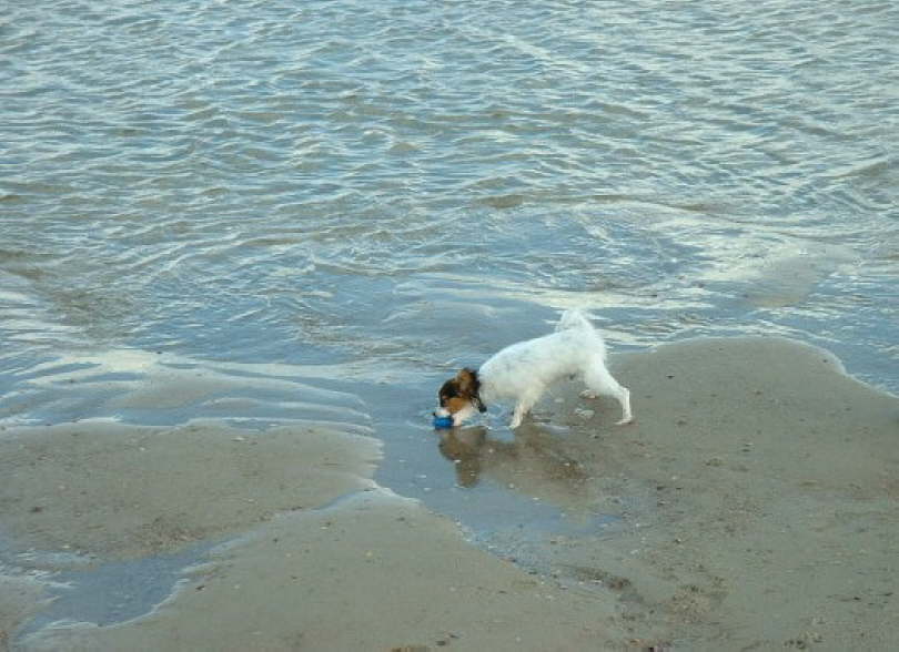 Aber meinen Ball hol ich trotzdem!