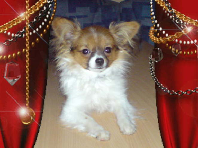 So schne Weihnachtsbilder