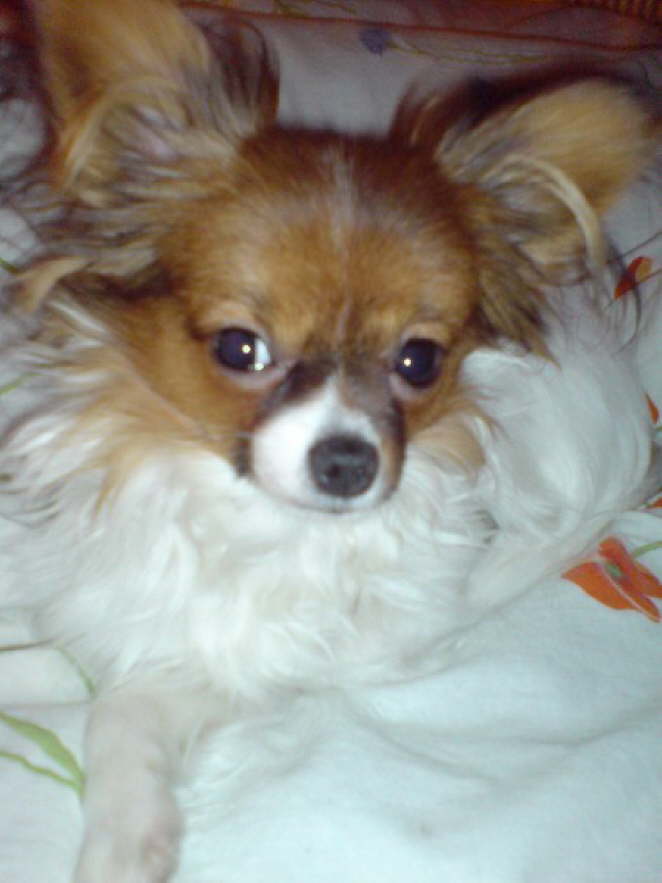 Hallo