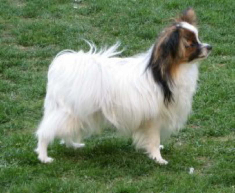 ein stolzer Papillon