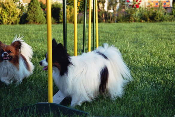 hey, Tilli schummelt schon wieder