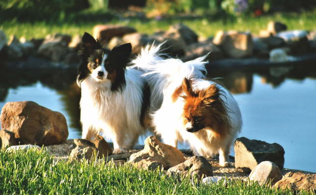 Neo und Tilli am Teich