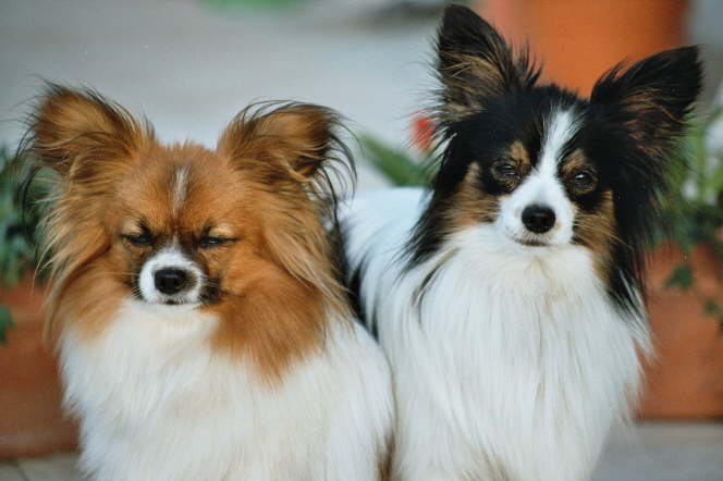 ich sage nicht cheeeese