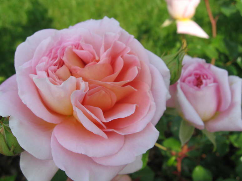 Abraham Darby 