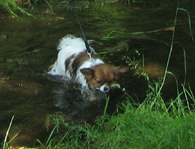 Abkhlung am Siebersteinteich