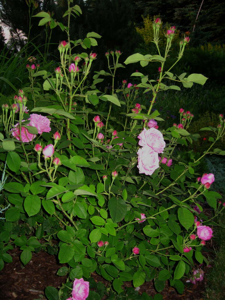 Champion of the World 