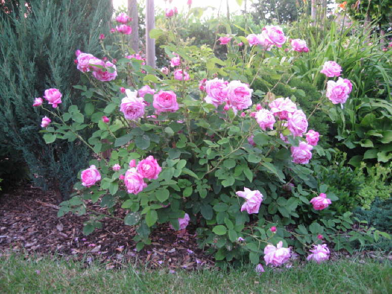 Champion of the world 