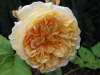 Crown Princess Margareta
