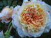Crown Princess Margareta 