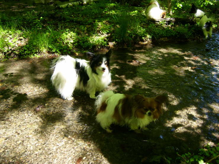 Neo und Adi im Wasser