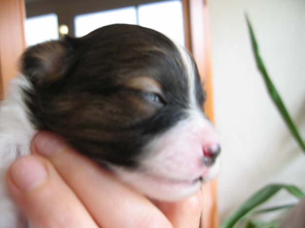 Adelina ffnet die Augen