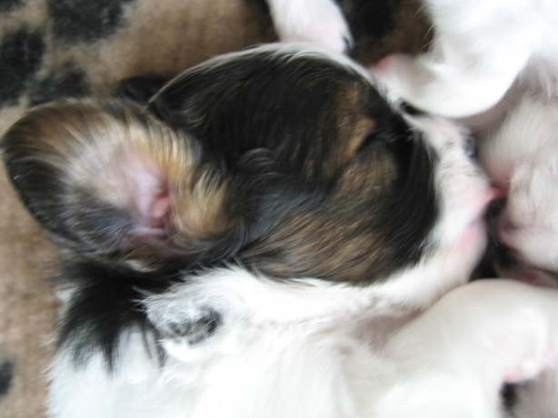 ein Papillon braucht nat. groe Ohren