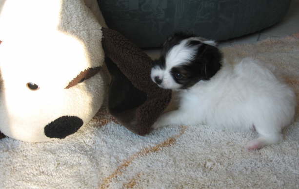 Ich dachte, ich wr der Grte!