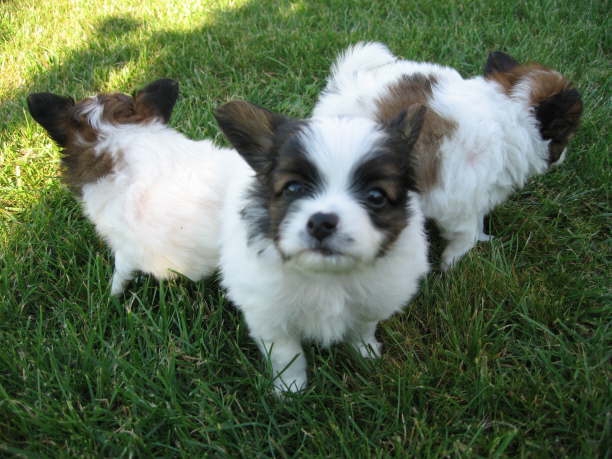Da seht! Kein Schlappohr mehr!