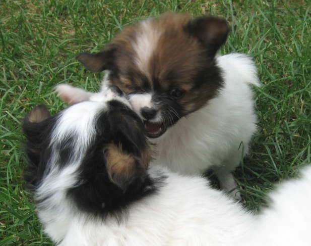 Willst du mal meine Zhne sehen?