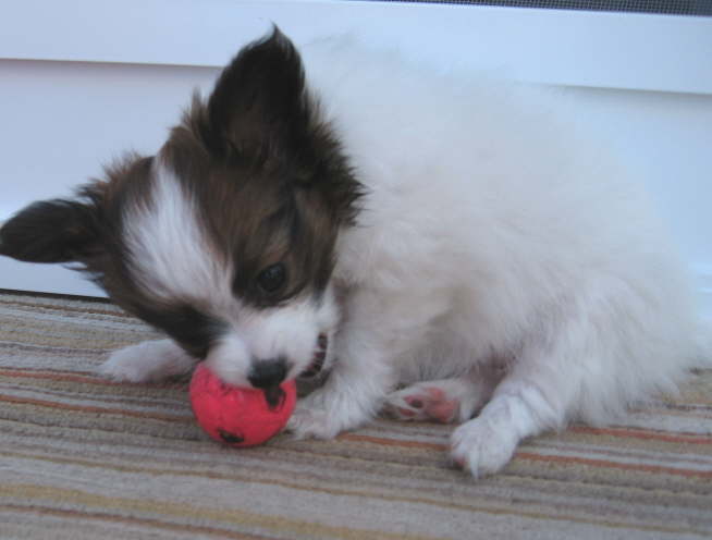 Endlich, ein Ball fr meine Gre.