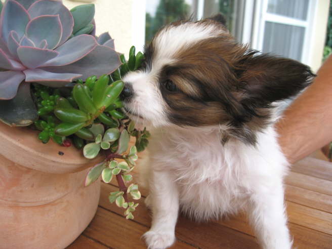 Ob das auch schmeckt?