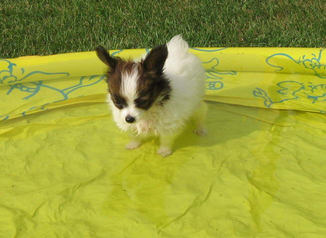 Schwimmen, wie geht das denn?