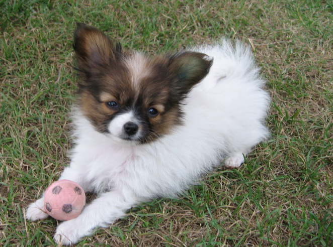 Willst du mit mir Ball spielen?